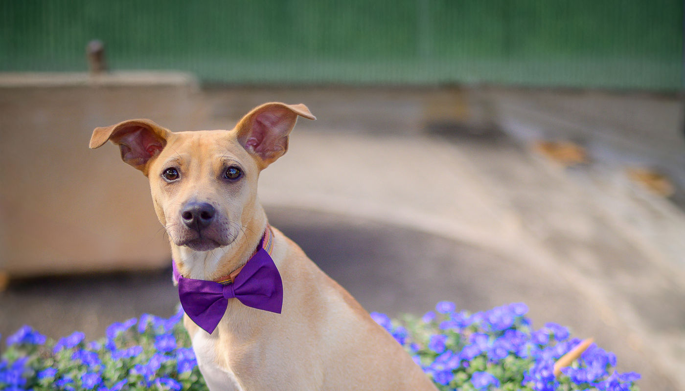 FAF rescue dog with purple bow tie