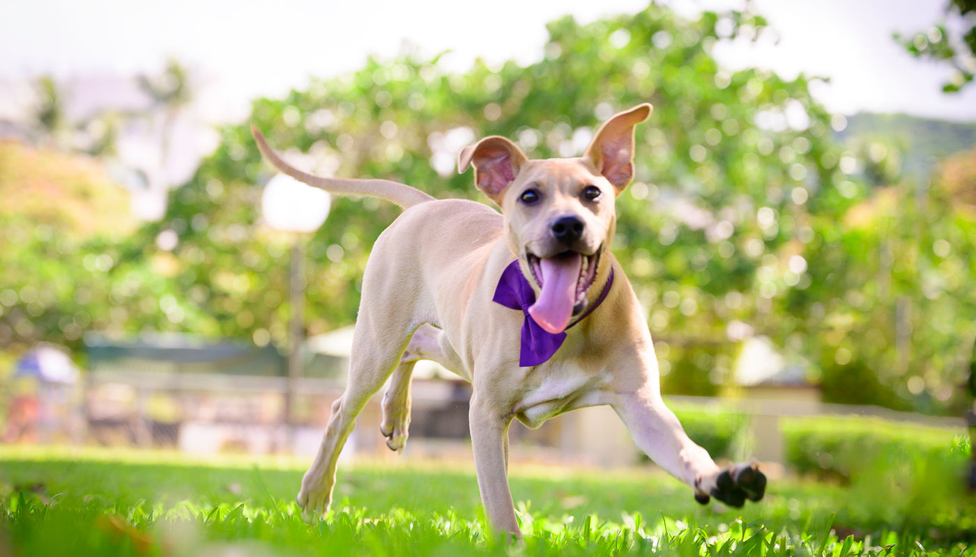FAF rescue dog