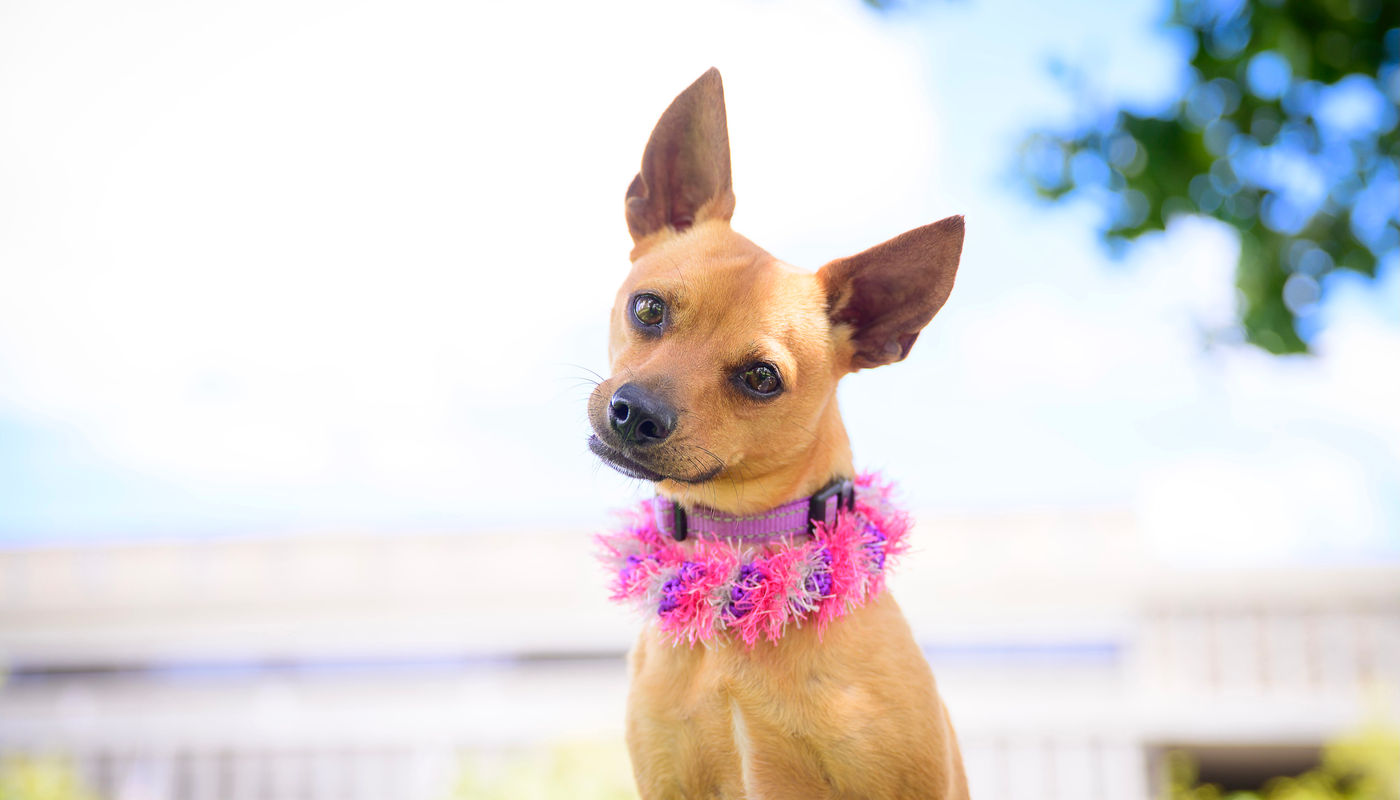 FAF rescue dog