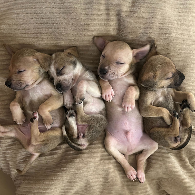 Foster a dog