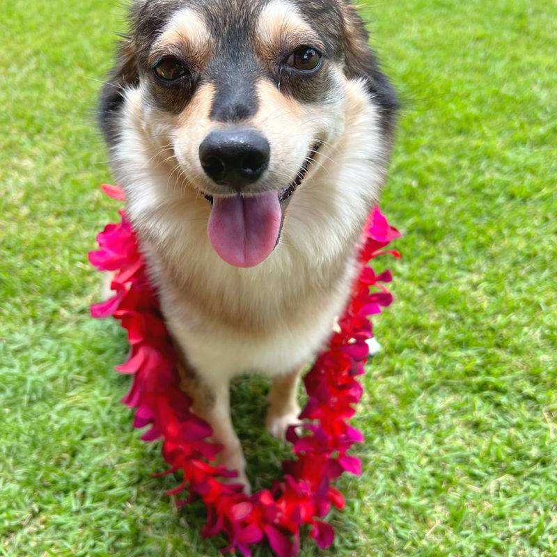 Fur-Angel Foundation on Instagram