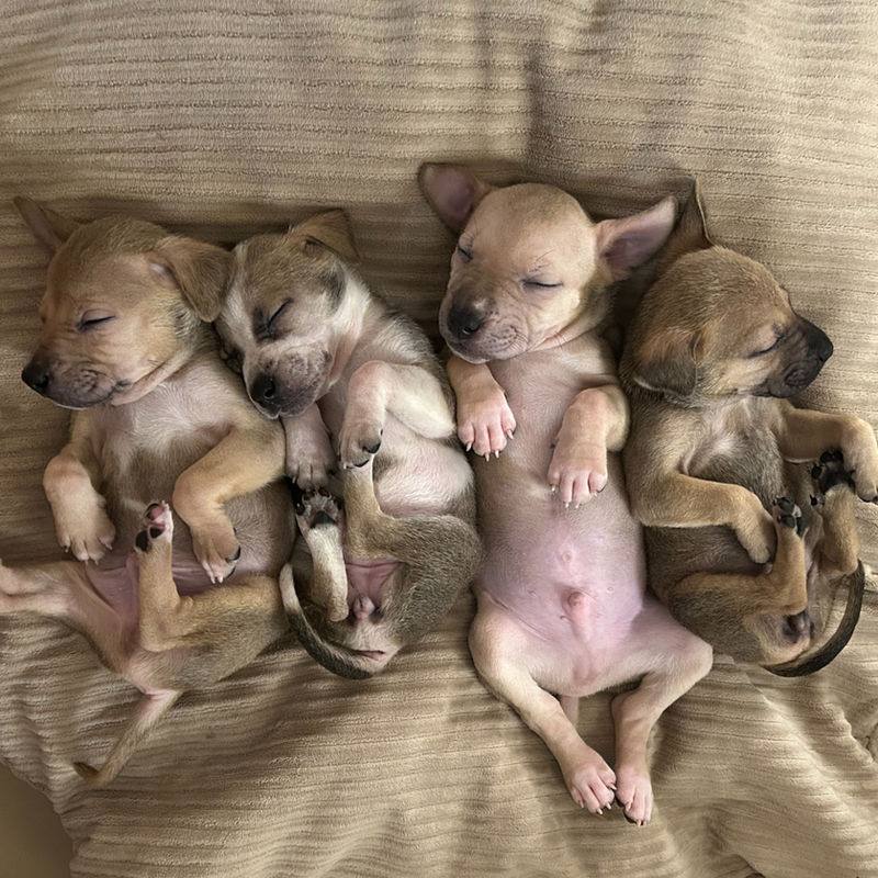 Fur-Angel Foundation on Instagram